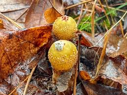 Attēlu rezultāti vaicājumam “Hemitrichia lutescens sessile”