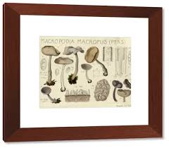 Attēlu rezultāti vaicājumam “Helvella macropus”