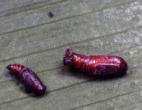 Attēlu rezultāti vaicājumam “Pareulype berberata”