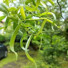 Attēlu rezultāti vaicājumam “Chrysomela vigintipunctata”