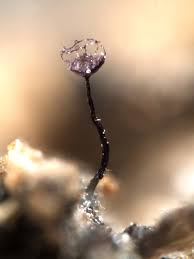 Attēlu rezultāti vaicājumam “Cribraria violacea macro”