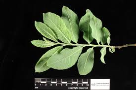 Attēlu rezultāti vaicājumam “Salix cinerea leaf”