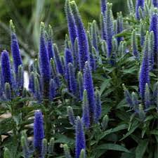 Attēlu rezultāti vaicājumam “Veronica austriaca subsp. teucrium flower”