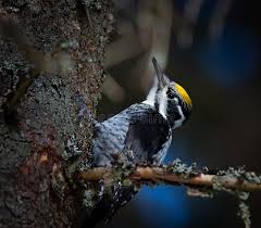 Attēlu rezultāti vaicājumam “Picoides tridactylus adult”
