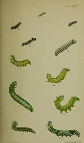 Attēlu rezultāti vaicājumam “Brachionycha nubeculosa”