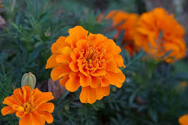 Attēlu rezultāti vaicājumam “Tagetes”