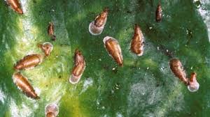 Attēlu rezultāti vaicājumam “Lepidosaphes ulmi imago”