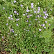Attēlu rezultāti vaicājumam “Campanula rotundifolia leaf”
