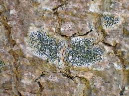 Attēlu rezultāti vaicājumam “Opegrapha atra”