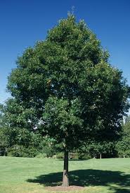 Attēlu rezultāti vaicājumam “Quercus rubra”