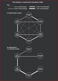 Attēlu rezultāti vaicājumam “Eleocharis uniglumis fruit”