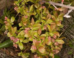 Attēlu rezultāti vaicājumam “Vaccinium angustifolium”