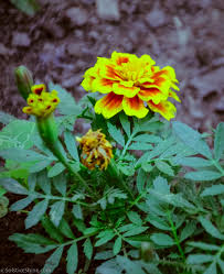 Attēlu rezultāti vaicājumam “Tagetes flower”