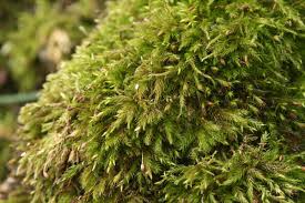 Attēlu rezultāti vaicājumam “Sciuro-hypnum curtum”