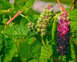 Attēlu rezultāti vaicājumam “Phytolacca acinosa fruit”