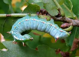 Attēlu rezultāti vaicājumam “Exoprosopa capucina”