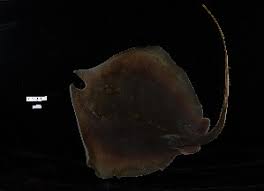 Image result for Hypanus sabinus