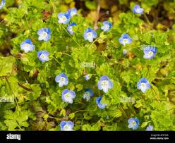 Attēlu rezultāti vaicājumam “Veronica persica flower”
