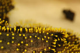 Attēlu rezultāti vaicājumam “Physarum flavicomum stalked”