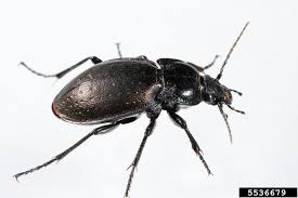 Attēlu rezultāti vaicājumam “Carabus nemoralis”