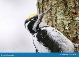 Attēlu rezultāti vaicājumam “Picoides tridactylus”