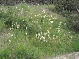 Image result for Filipendula vulgaris