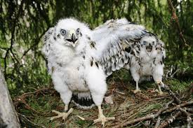 Attēlu rezultāti vaicājumam “Accipiter gentilis nest”