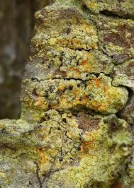 Attēlu rezultāti vaicājumam “Chaenotheca ferruginea”