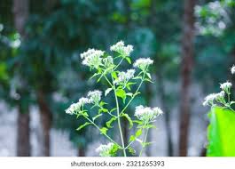 Attēlu rezultāti vaicājumam “Umbelliferae”