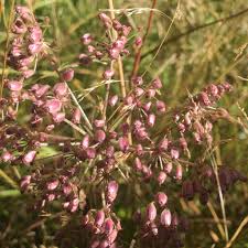 Attēlu rezultāti vaicājumam “Peucedanum palustre”