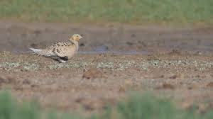 Image result for Syrrhaptes paradoxus