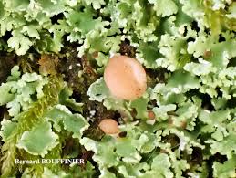 Attēlu rezultāti vaicājumam “Cladonia caespiticia”