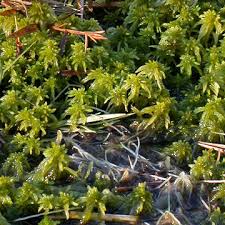Attēlu rezultāti vaicājumam “Sphagnum sporophyte”