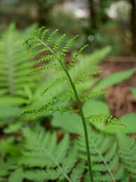 Attēlu rezultāti vaicājumam “Botrychium virginianum”