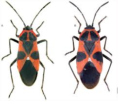 Attēlu rezultāti vaicājumam “Closterotomus biclavatus nymph”