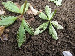 Attēlu rezultāti vaicājumam “Ochropsora ariae”