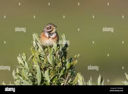 Image result for Emberiza fucata