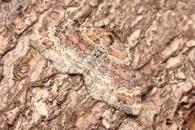 Attēlu rezultāti vaicājumam “Xanthorhoe spadicearia”