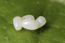 Attēlu rezultāti vaicājumam “Horisme vitalbata”