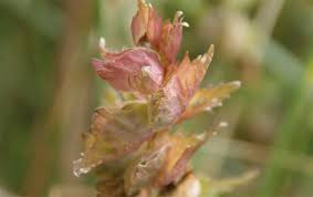 Attēlu rezultāti vaicājumam “Rhinanthus serotinus”