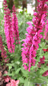 Attēlu rezultāti vaicājumam “Salvia nemorosa fruit”