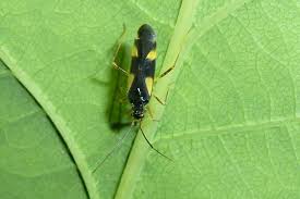 Attēlu rezultāti vaicājumam “Dryophilocoris flavoquadrimaculatus imago”