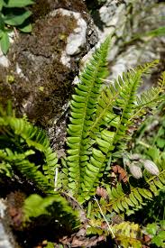 Attēlu rezultāti vaicājumam “Polystichum lonchitis”