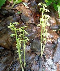 Attēlu rezultāti vaicājumam “Corallorhiza trifida”