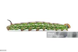 Attēlu rezultāti vaicājumam “Sphinx pinastri”