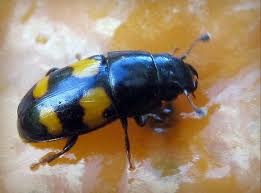 Attēlu rezultāti vaicājumam “Glischrochilus grandis”