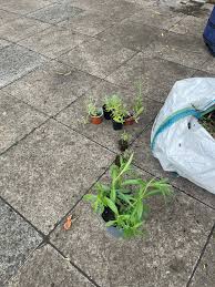 Image result for Lytchett Manor Smbc