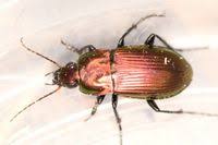 Attēlu rezultāti vaicājumam “Poecilus versicolor”