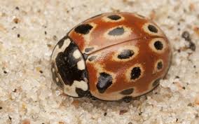 Attēlu rezultāti vaicājumam “Anatis ocellata”