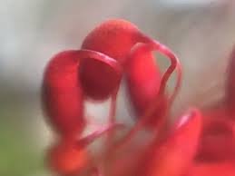 Attēlu rezultāti vaicājumam “Bryales”